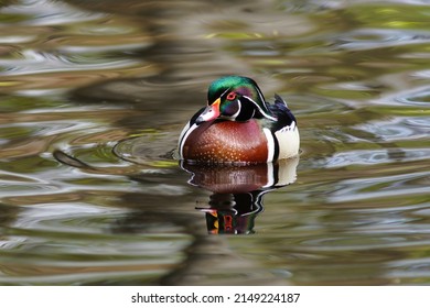 The Wood Duck Or Carolina Duck (Aix Sponsa) Is A Species Of Perching Duck