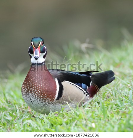 The wood duck or Carolina duck (Aix sponsa) is a species of perching duck found in North America. It is one of the most colorful North American waterfowl.