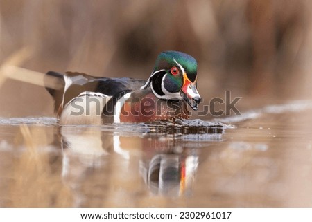 wood duck or Carolina duck (Aix sponsa) in spring