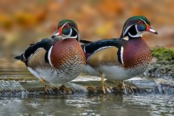The Wood Duck Or Carolina Duck Is A Species Of Perching Duck 