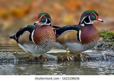 The Wood Duck Or Carolina Duck Is A Species Of Perching Duck 