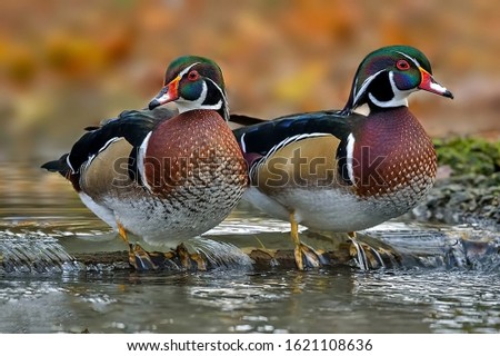 The wood duck or Carolina duck is a species of perching duck 