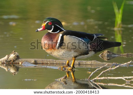 The wood duck or Carolina duck is a species of perching duck found in North America. It is one of the most colorful North American waterfowl.