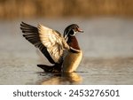 Wood duck in early morning golden light on a spring pond.