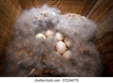 Wood Duck Eggs In A Box