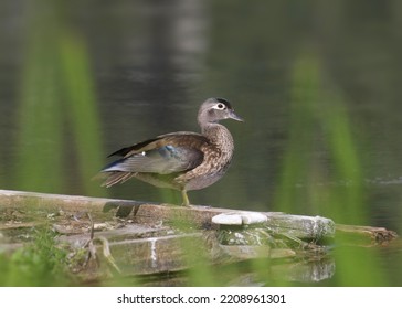 Wood Duck (female) perched on log in a pond