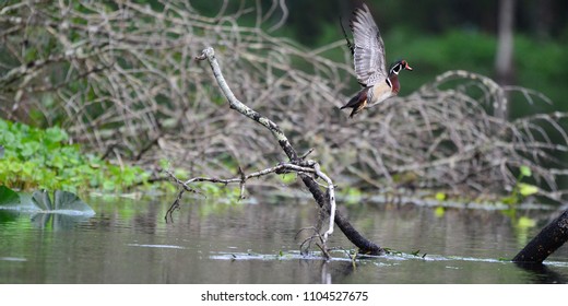 Wood Duck Flying On The Silver River Ocala, FL