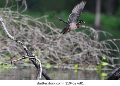 Wood Duck Flying On The Silver River Ocala FL