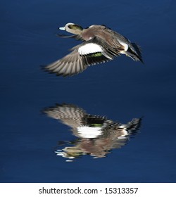 Wood Duck Flying Over Icy Water