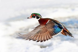 Wood Duck Male Aix Sponsa With Colourful Wings Taking Flight Over The Winter Snow In Ottawa, Canada