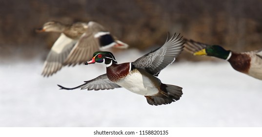 Wood duck male Aix sponsa taking flight with mallard and drake ducks in winter in Ottawa, Canada