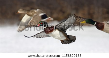 Wood duck male Aix sponsa taking flight with mallard and drake ducks in winter in Ottawa, Canada
