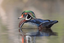 A Wood Duck Male With Classic Look Swimming In A Local Pond In Spring
