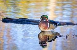 Wood Duck Male Resting On A Rock In Autumn In Ottawa, Canada