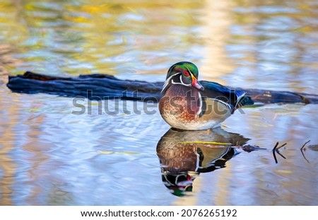 Wood duck male resting on a rock in autumn in Ottawa, Canada