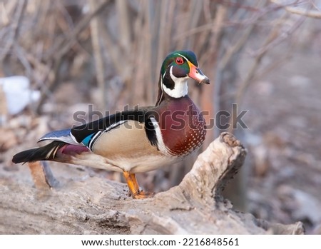 Wood duck male standing on a log in Ottawa, Canada