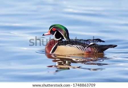 Wood duck male swimming on Ottawa river in Canada