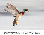 Wood duck male taking flight in winter in Ottawa, Canada