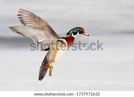 Wood duck male taking flight in winter in Ottawa, Canada