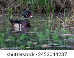 Wood duck in a marsh