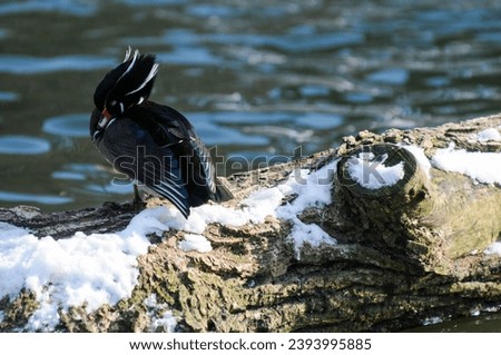 Wood Duck on a log in winter
