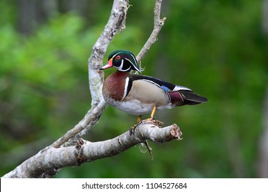 Wood Duck On The Silver River In Ocala FL