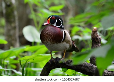 Wood Duck On The Silver River Ocala, FL