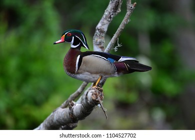 Wood Duck On The Silver  River Ocala FL