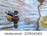 Wood duck on the surface of the water in Audubon Park