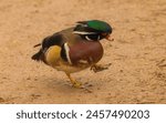 A wood duck with one foot raised, and its head to the side.