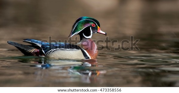 A wood duck in\
Pennsylvania.