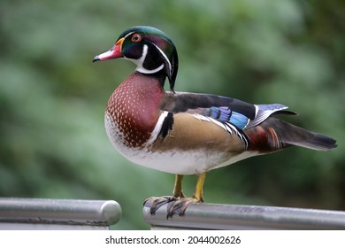 Wood Duck At The Taipei Zoo