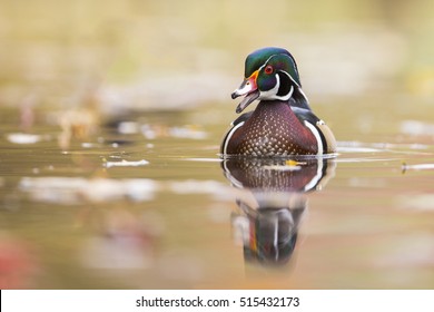 Wood Ducks In Autumn