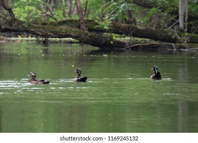 Wood Ducks On The Black River In Sampson County, North Carolina