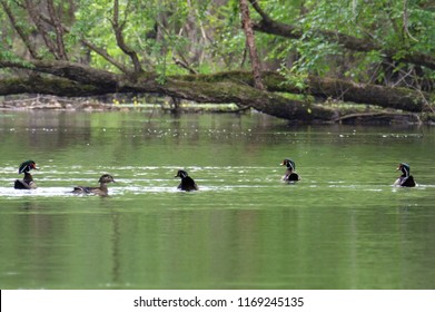 Wood Ducks On The Black River In Sampson County, North Carolina