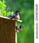 wood ducks on their house