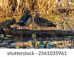 Wood ducks perched on a log in a marsh