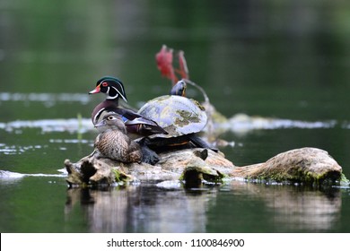 Wood Ducks, Silver River, Ocala FL