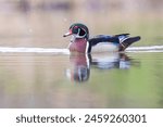 Wood ducks in snowy spring day