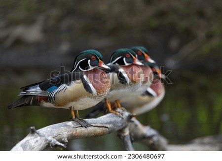 Wood ducks standing in a row on a log in springtime