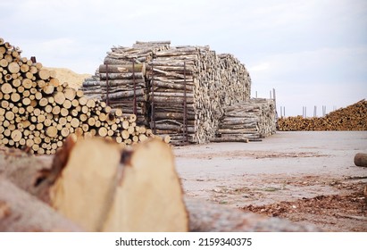 Wood Export Stock At The Port. European Tree Trade Logistic. Timber Shipping 