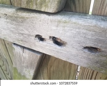 Wood Fence Carpenter Bee Holes Nests Stock Photo 1072837559 | Shutterstock