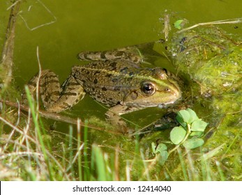 Wood Frog