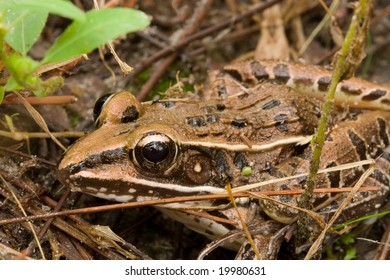 Wood Frog