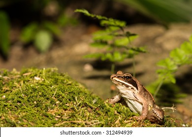 Wood Frog