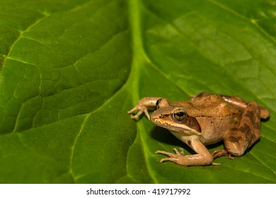 Wood Frog