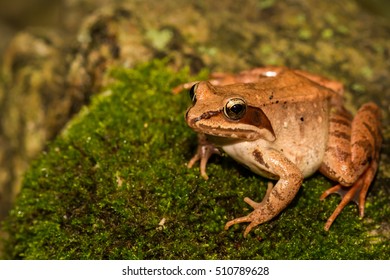 Wood Frog