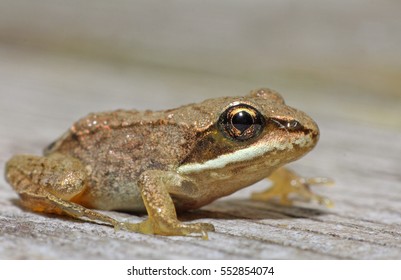 Wood Frog