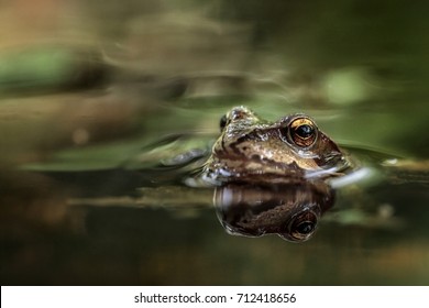 Wood Frog 