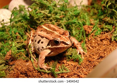 a wood frog, female